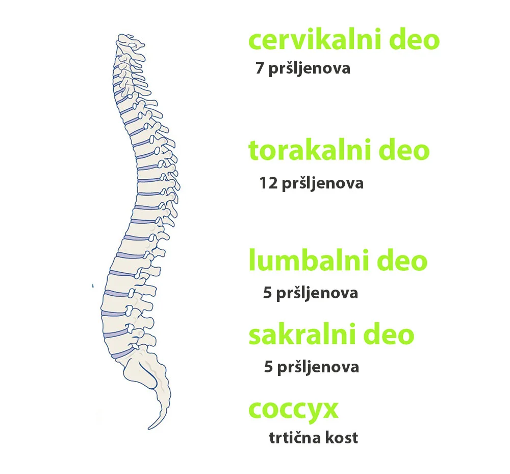 Bol u Ledjima: Simptomi, Tipovi, Uzroci i Leenje | Artfizio Novi Sad
